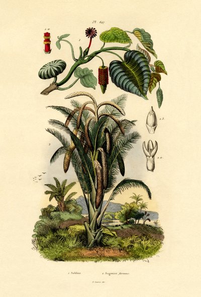 Árbol de sandbox, 1833-39 de French School